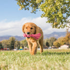 Kong Wubba Puppy - Brinquedo para cachorro