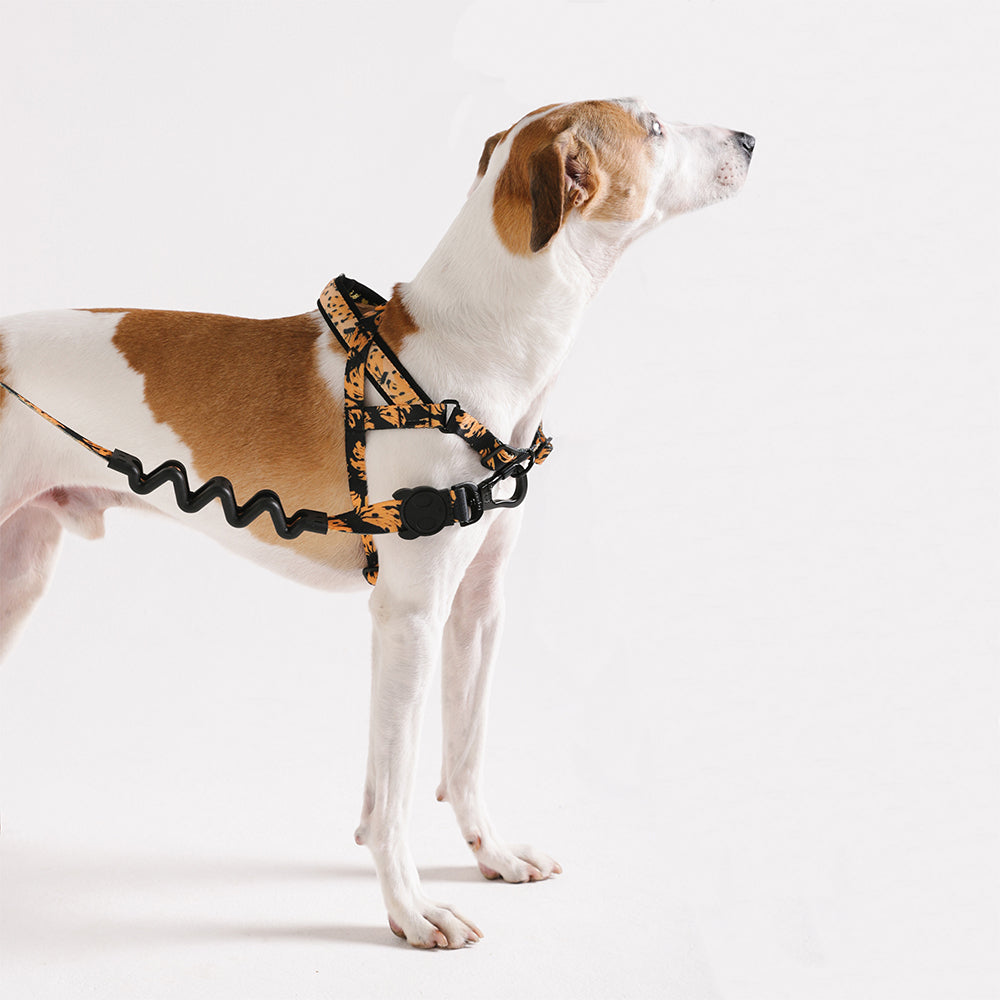 Peitoral Softer Walker ZeeDog x Farm - Bossa Banana