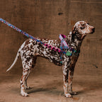 Peitoral Antipuxão SofterWalk para Cachorros Reebok Aerobic