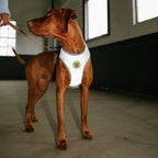 Peitoral para Cachorros Air Mesh Ajustável Fuse UFO Zee.Dog Refletivo